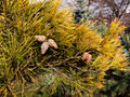 Pinus densiflora Aurea IMG_8429 Sosna gęstokwiatowa